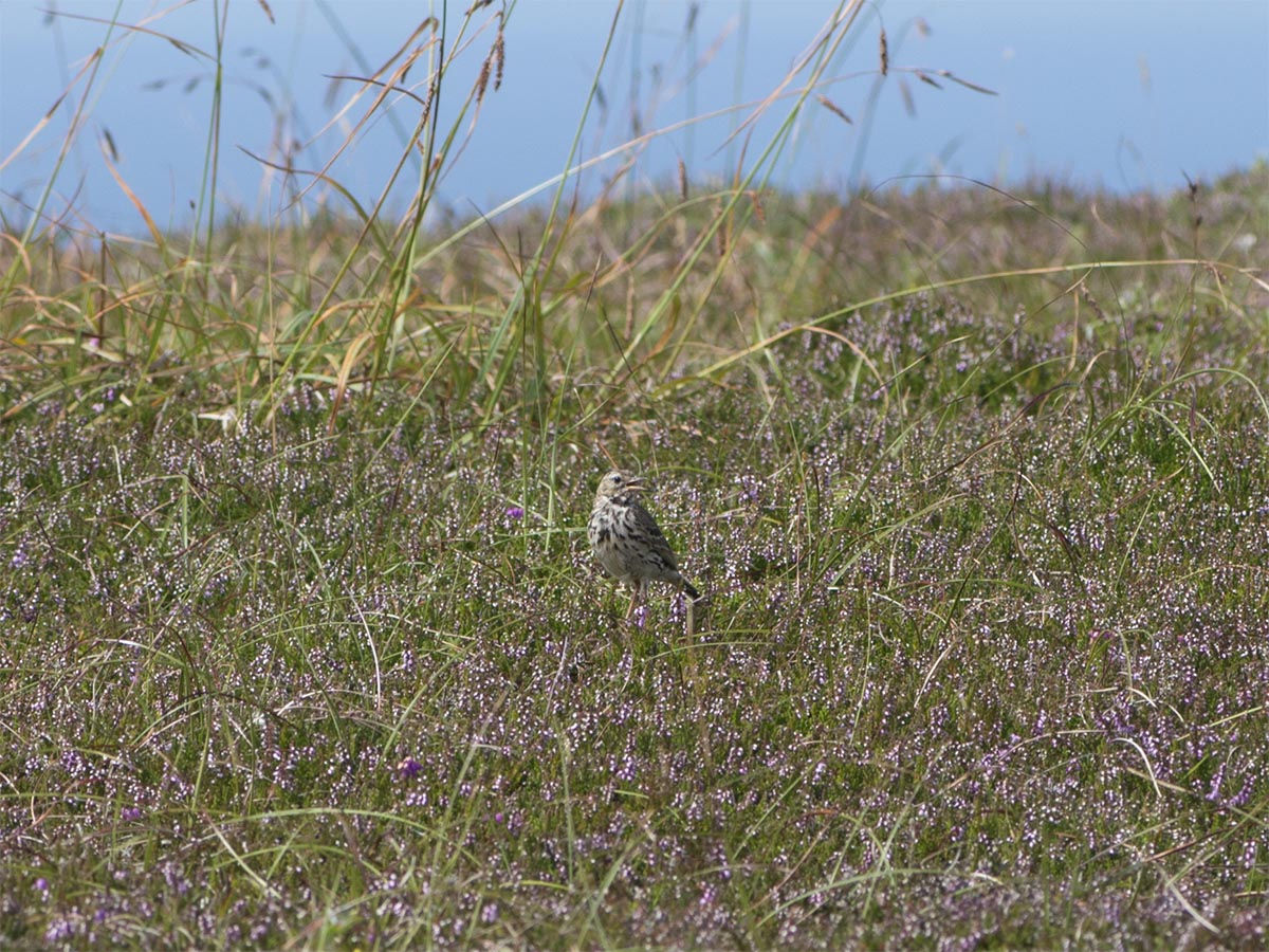 Anthus pratensis